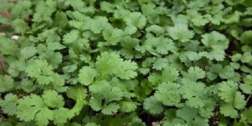 জেনে নিই ধনে পাতার পুষ্টিগুন ও উপকারিতা