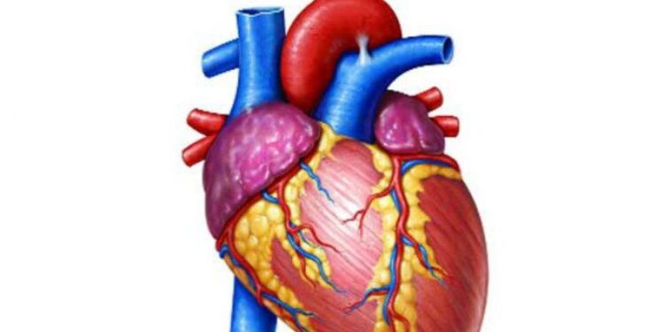 হৃদরোগের লক্ষণ ও সনাক্ত করার উপায়
