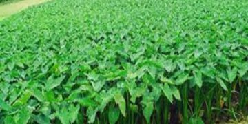 জেনে নেওয়া যাক কচু শাকের পুষ্টিগুণ ও উপকারিতা