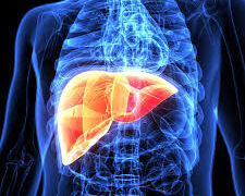 লিভার কি ? এর গঠন ও গুরুত্ব কি?