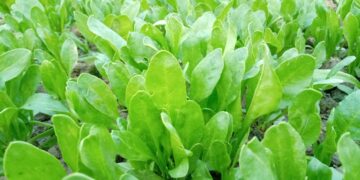 পুষ্টিতে ঠাসা পালং শাক