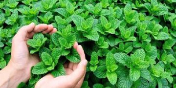 পুদিনা পাতার যত উপকারিতা