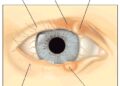 চোখের পাতার যত রোগ