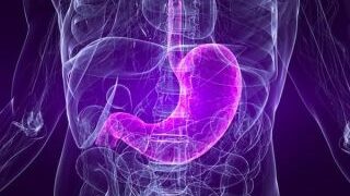 পাকস্থলী মানবদেহে পরিপাকতন্ত্রের একটি গুরুত্বপূর্ণ অংশ