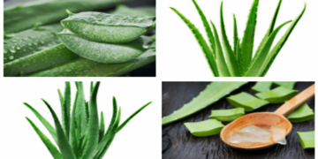 ত্বকের শুষ্কতা ও ক্ষত দূর করে অ্যালোভেরা!