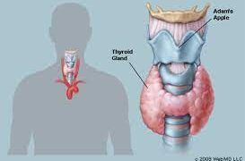 ছয় লক্ষণে বুঝবেন শরীরে থাইরয়েড ঘাটতি রোগ হয়েছে