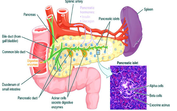 প্যানক্রিয়াস পাথর ও ডায়াবেটিস