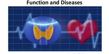 থাইরয়েড হরমোনের অতিমাত্রায় হৃদরোগের ঝুঁকিথাইরয়েড হরমোনের অতিমাত্রায় হৃদরোগের ঝুঁকি