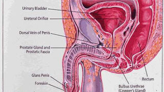 মূত্রনালির কিছু সমস্যা ও সমাধান