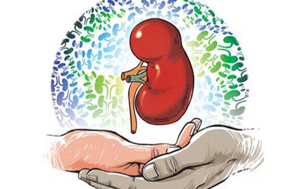 কিডনি প্রতিস্থাপন ( kidney transplant) কখন, কীভাবে?