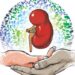কিডনি প্রতিস্থাপন ( kidney transplant) কখন, কীভাবে?
