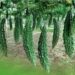 তিতা করলায় ক্যানসার প্রতিরোধ