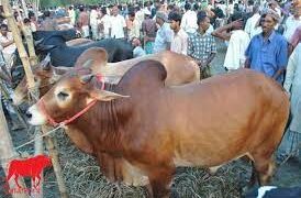 পশুর হাট কমানোর পরামর্শ স্বাস্থ্য অধিদপ্তরের