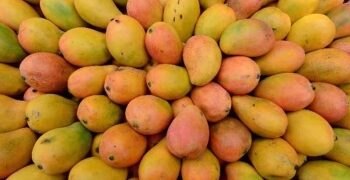 আম খাওয়ার পর যে খাবারগুলো খাবেন না