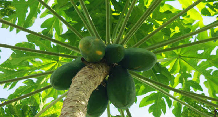 ডেঙ্গু মোকাবিলায় প্লাটিলেট বাড়ান ঘরে বসে