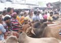 পশুর হাটে সংক্রমণ রোধে ৯ দফা সুপারিশ