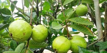 ‘বিস্ময়কর’ পুষ্টিগুণে ভরপুর পেয়ারা