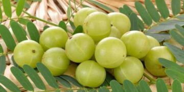 যাদের আমলকী এড়িয়ে চলতে হবে