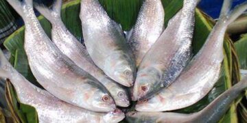 ইলিশ খেলে সারবে যেসব রোগ