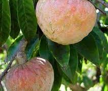 ডায়াবেটিস ,হৃদরোগ ,ক্যান্সার প্রতিরোধে আতা