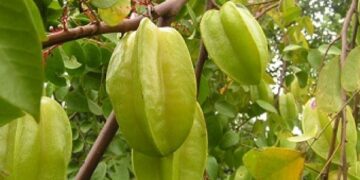 কেন খাবেন কামরাঙ্গা ?