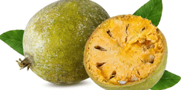 ক্যান্সার প্রতিরোধে বেল