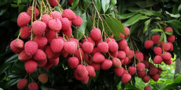 লিচুর অসাধারণ পাঁচ গুণ