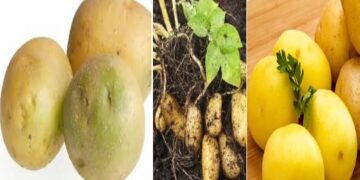 সবুজ দাগযুক্ত আলু হতে পারে মৃত্যুর কারণ