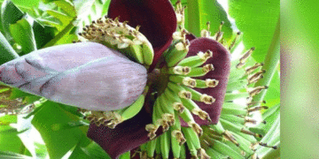 কলার মোচার পুষ্টিগুণ ও উপকারিতা