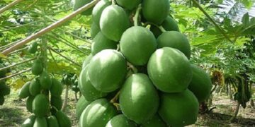 কাঁচা পেঁপের আশ্চর্য গুণ নিয়ে জানুন