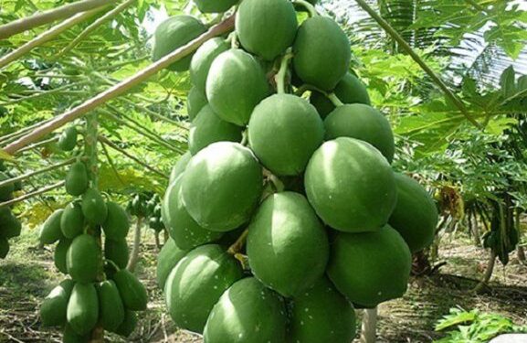 কাঁচা পেঁপের আশ্চর্য গুণ নিয়ে জানুন