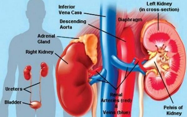 কিডনির জন্য মারাত্মক ক্ষতিকারক ৮ অভ্যাস