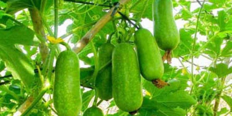 আলসার প্রতিরোধ,ওজন কমাতে খান চাল কুমড়া