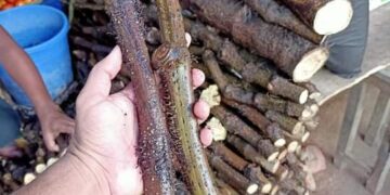 জেনে নিন চুইঝালের জাদুকরী ক্ষমতা