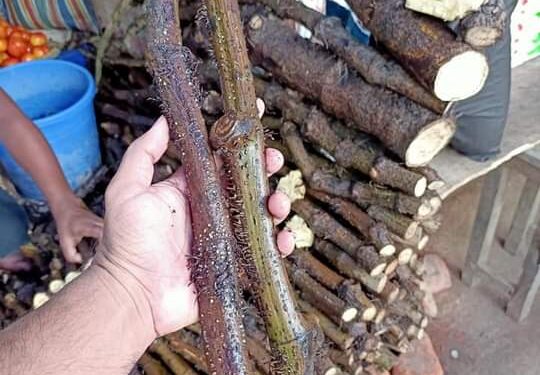 জেনে নিন চুইঝালের জাদুকরী ক্ষমতা