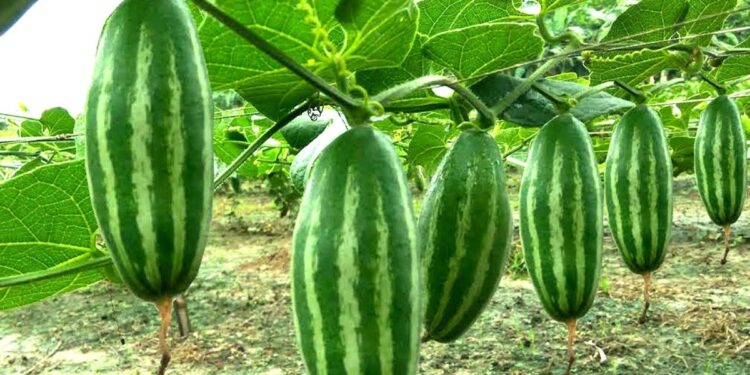 কোলেস্টেরল ,ব্লাড সুগার ও কোষ্ঠকাঠিন্য দূর করতে পটল