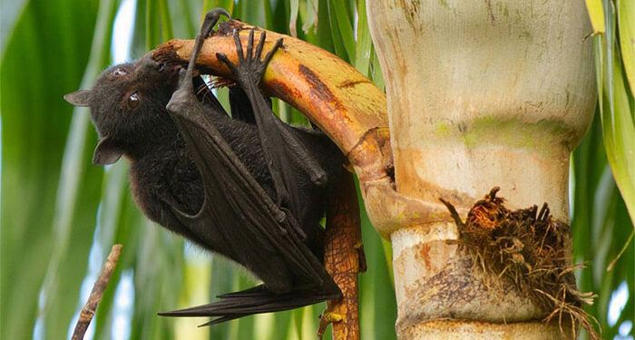 নতুন আতঙ্কের নাম 'নিপা ভাইরাস', মৃত্যুহার ৫০ শতাংশেরও বেশি!