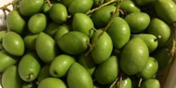 শরীরের জন্য জলপাই এর নানাবিধ উপকার