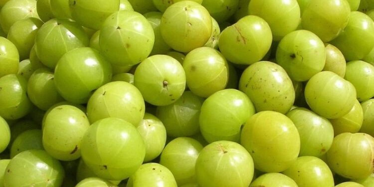 শীতকালে আমলকী খাওয়ার নানা উপকারিতা