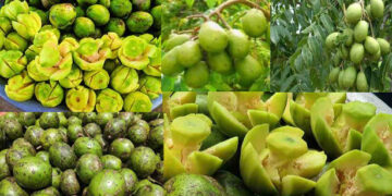 কোলেস্টেরলের মাত্রা কমাতে আমড়া