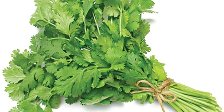 যে কারণে ধনে পাতা জরুরি