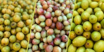 রক্তকে পরিশুদ্ধ করে বরই