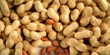 কাঁচা চিনাবাদামে পুষ্টিগুণ সবচেয়ে বেশি