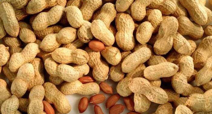 কাঁচা চিনাবাদামে পুষ্টিগুণ সবচেয়ে বেশি
