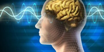 মানুষ কি সত্যিই মস্তিষ্কের ৫ থেকে ১০% ব্যবহার করে?