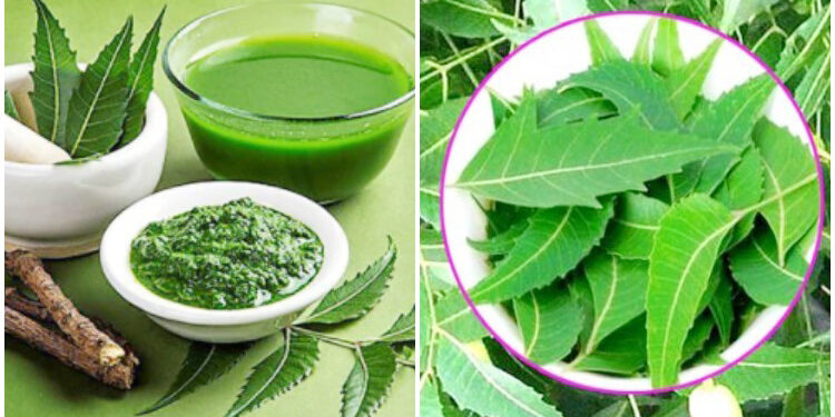 নিমপাতা খেলে কী হয়?