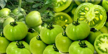 পাকস্থলী ক্যান্সারের ঝুঁকি প্রতিরোধে টমেটো