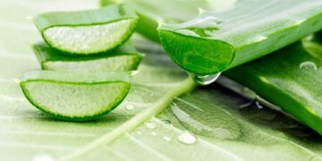 অ্যালোভেরা জেলের ১০টি ব্যবহার