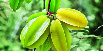 যে কারণে কামরাঙা খেতে ভুলবেন না