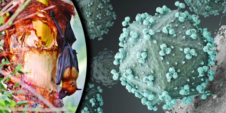 নিপাহ ভাইরাস নিয়ে দেশে গবেষণা, ভ্যাকসিনের কার্যকারিতা যাচাই